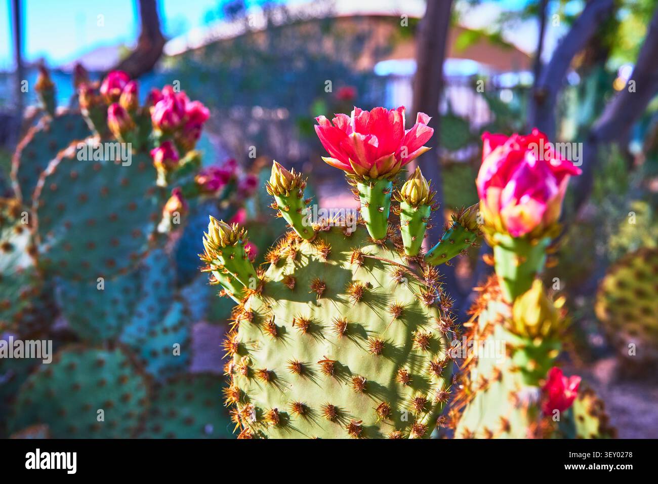 Blühender Opuntienkaktus mit rosa Blüten in einem sonnenbeschienenen Kaktusgarten, Nahaufnahme Stockfoto