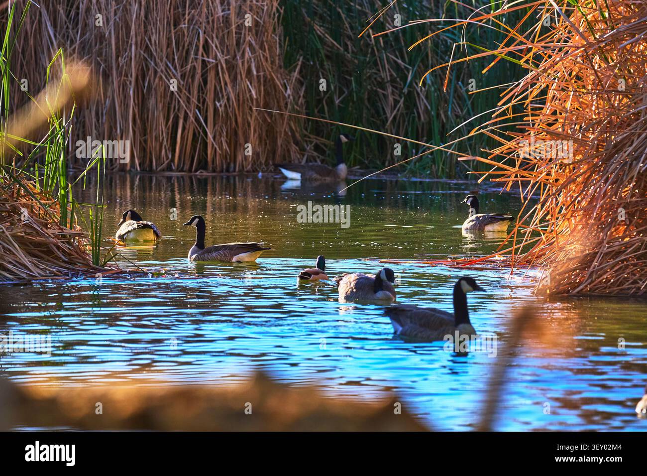 Gänse schwimmen zwischen Schilfen in einem ruhigen Teich im Floyd Lamb Park Las Vegas Stockfoto