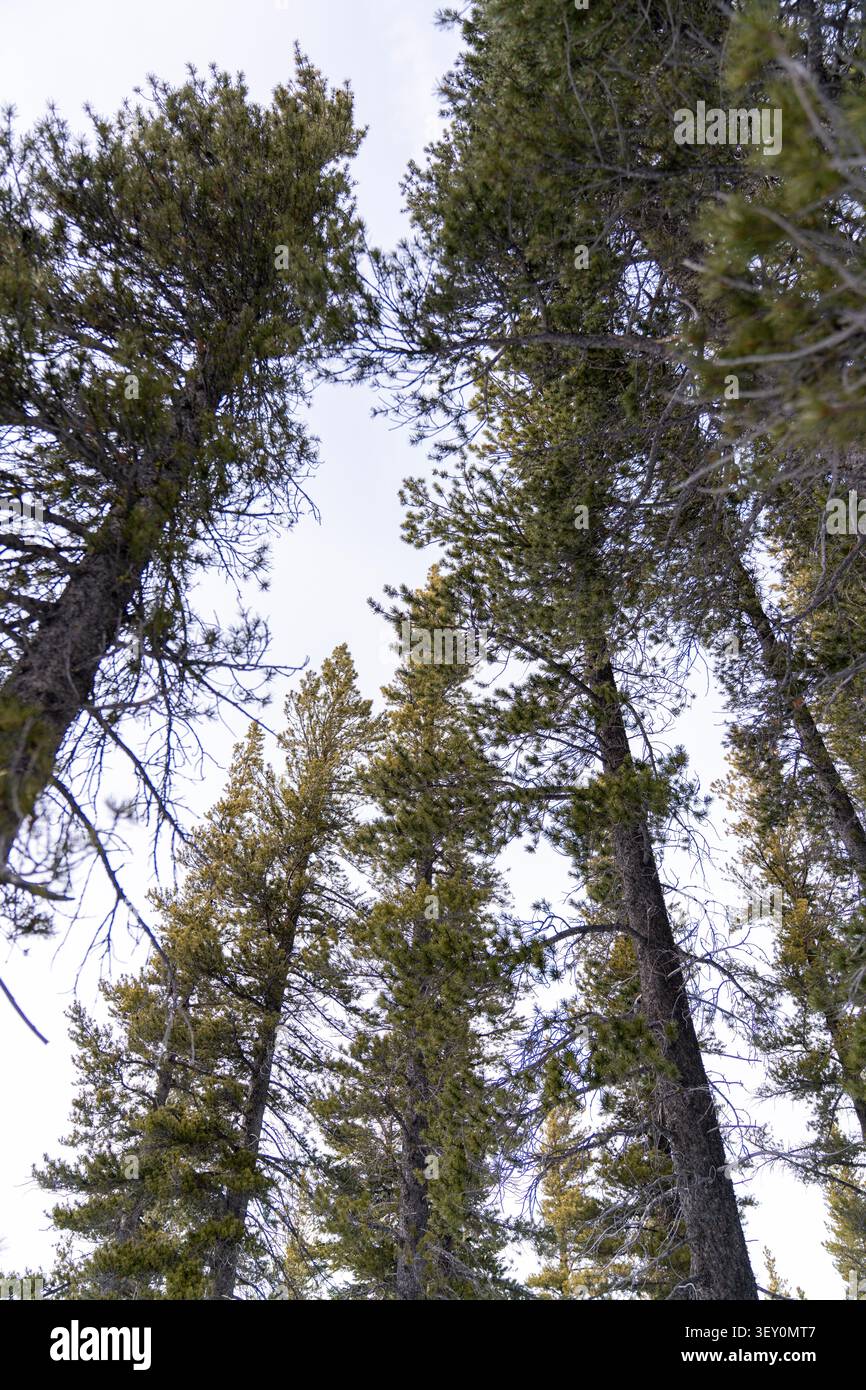 Hohe Evergreens erstrecken sich zum Himmel, ihre Äste bilden ein ruhiges Baldachin, das sich über dem Waldboden erhebt. Stockfoto