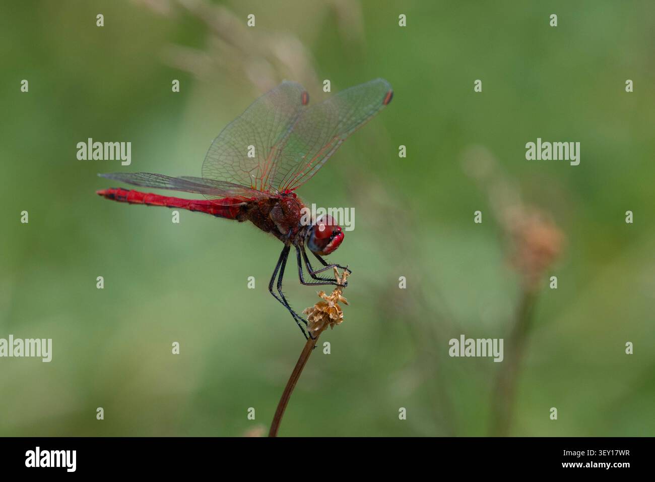 Männlicher Rotgeäderter (Sympetrum fonscolombii) Dragonfly, Yorkshire, England. Stockfoto
