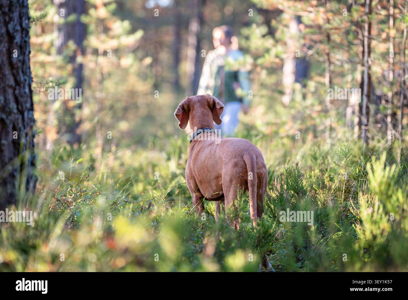 Natur erkunden, Gesellschaft und Aktivität an der frischen Luft, Frau und Hund schlendern durch den Wald. Stockfoto