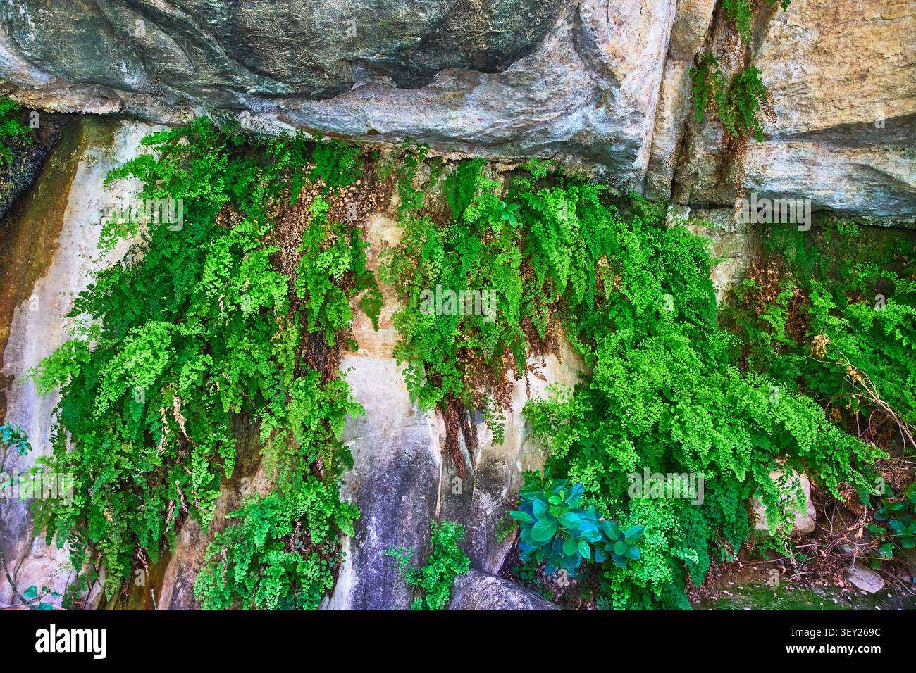Üppige Ferns wachsen auf der Canyon Rock Wall in lebendiger grüner Natur Stockfoto
