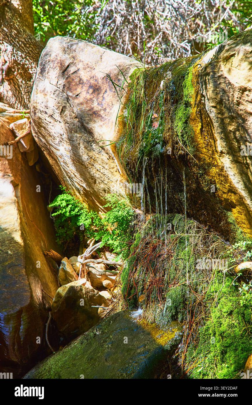 Wasserfall Moss und Ferns zwischen den sonnendurchfluteten Canyon Bouldern im üppigen Wald Stockfoto