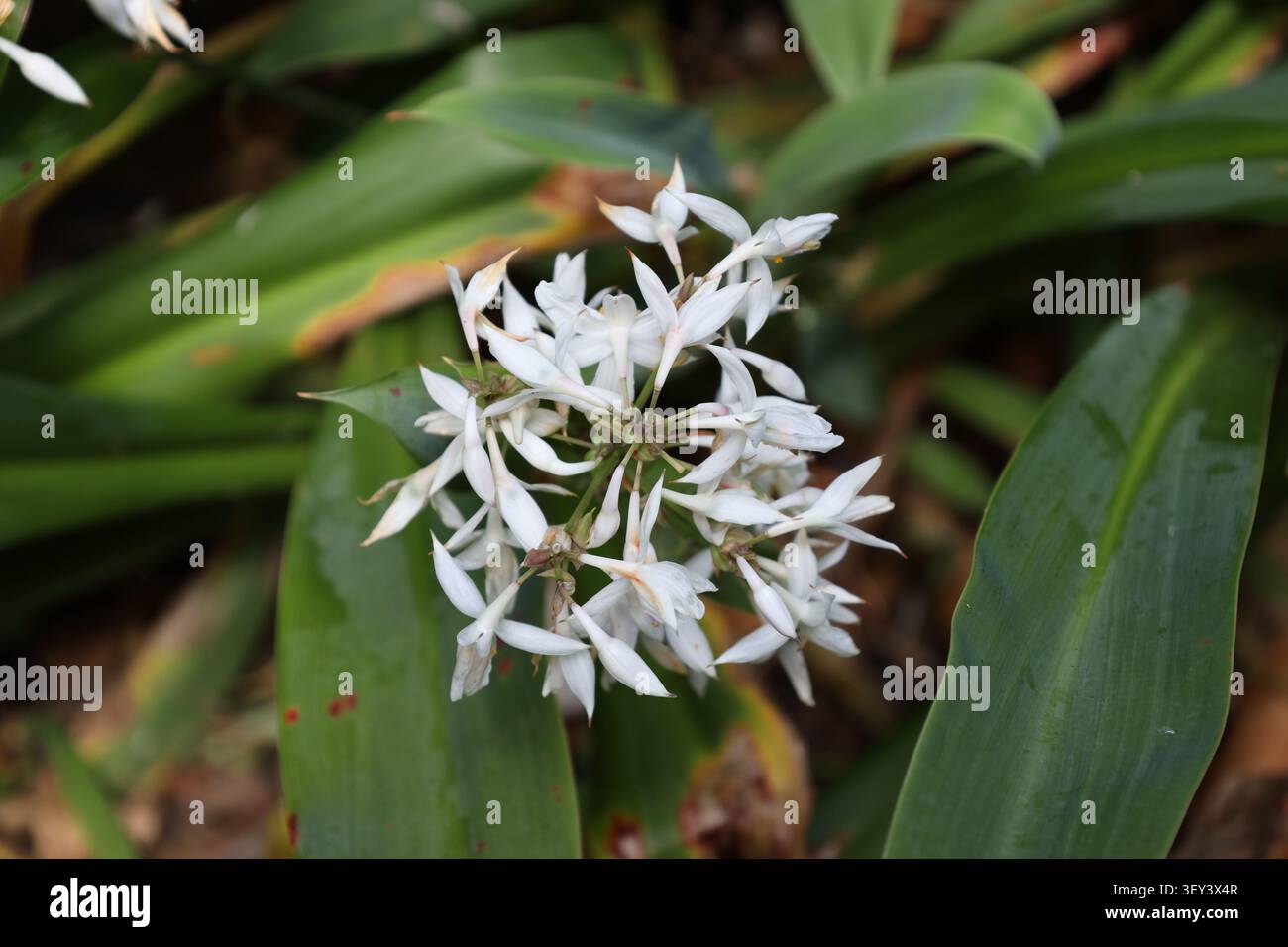 Weißer süßer Knoblauch, klumpende Pflanze, riemenartige Blätter, sternförmige weiße Blüten (Tulbaghia-simmleri-Alba) (Makro, Nahaufnahme) Stockfoto