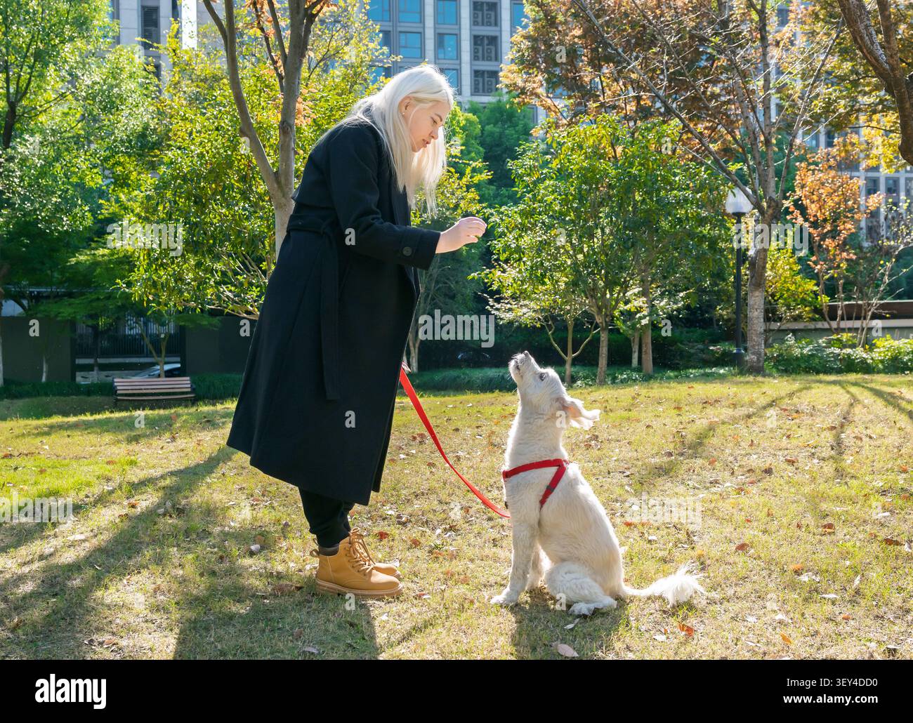 Die blonde Frau trainiert ihren weißen Hund an einem Herbsttag in einem sonnigen Park, wobei sie sich auf Gehorsam konzentriert Stockfoto