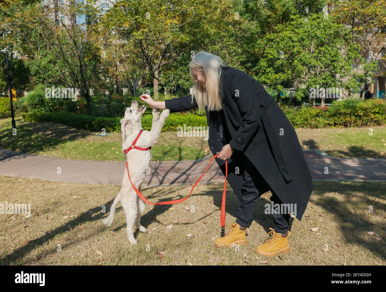 Der Besitzer trainiert weißen Hund, um auf Hinterbeinen in einem sonnigen Stadtpark mit modernen Gebäuden zu stehen Stockfoto