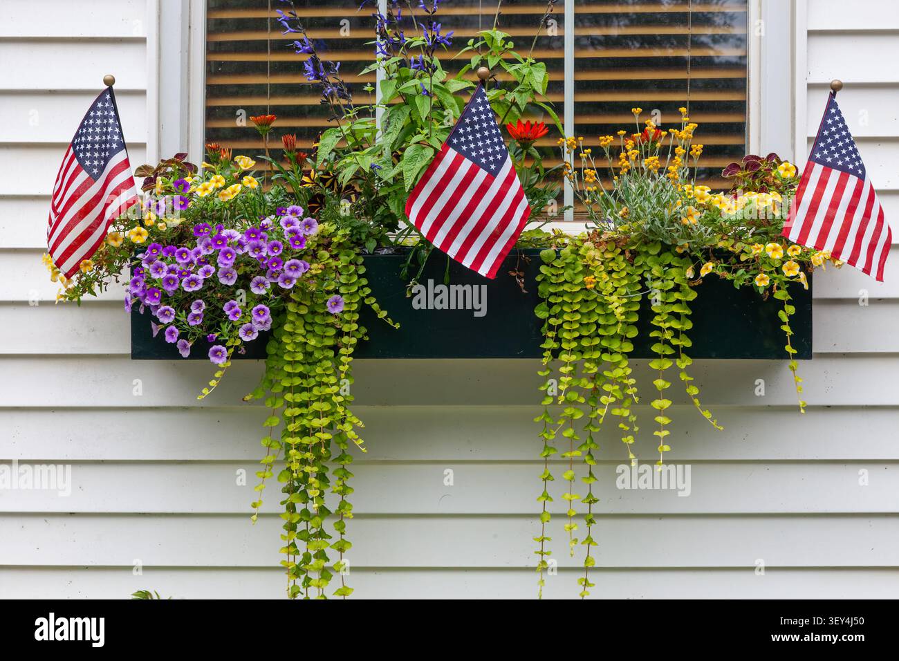 Fensterkasten mit amerikanischen Fahnen, Million Bells (Calibrachoa), Kriechjenny (Lysimachia nummularia), Anise Salbei und Erdbeere, Somesville, Maine Stockfoto