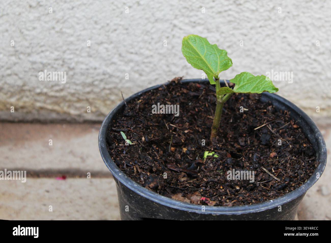 Nahaufnahme eines Bohnensprossen (fabaceae) in einem schwarzen Topf voller feuchter Erde. Konzept: Wachstum, Gartenbau, Grünpflanzen zu Hause, Gemüseanbau Stockfoto