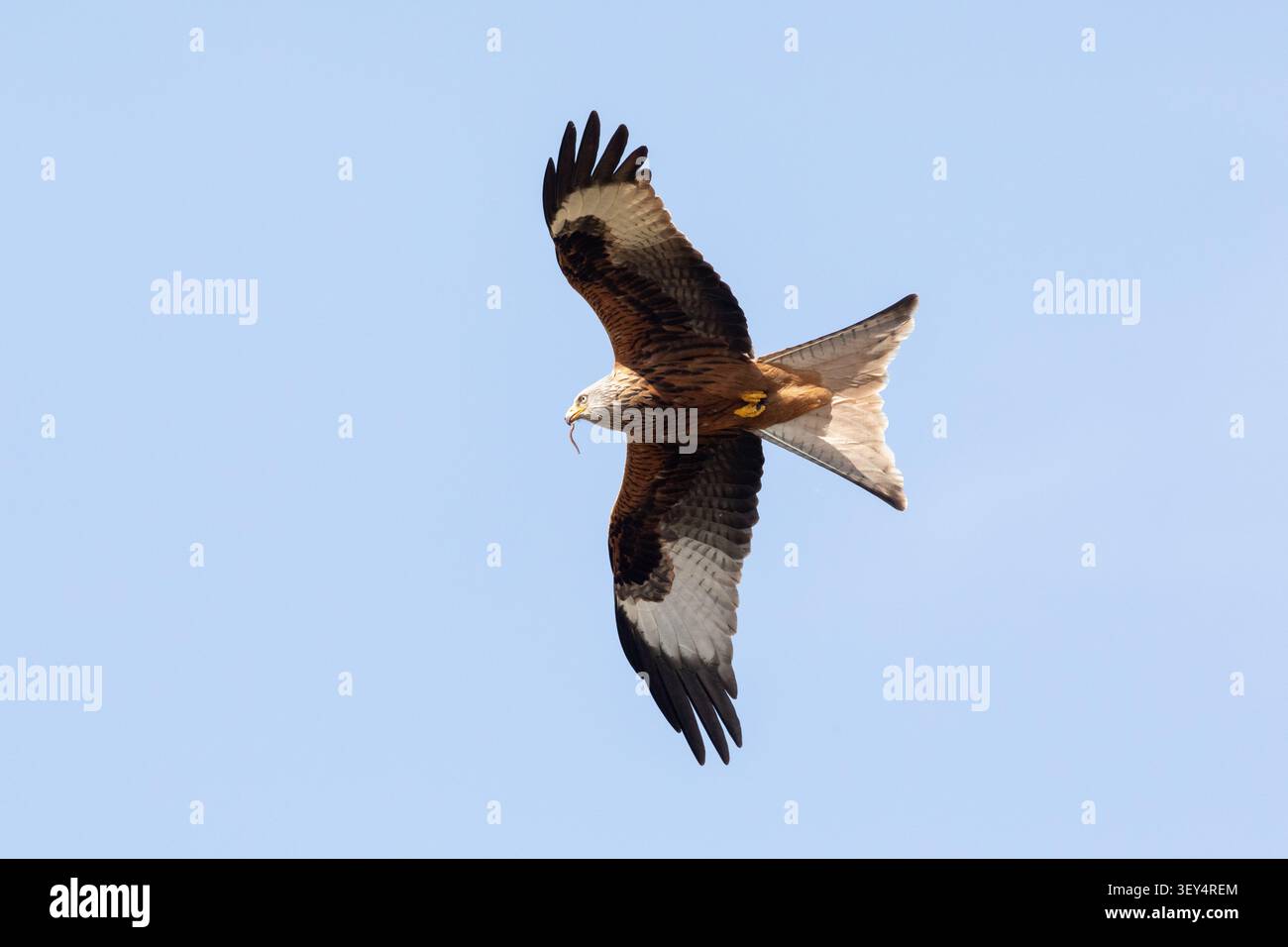 Ein markanter roter Drachen erhebt sich anmutig und blickt direkt in die Kamera vor einem klaren blauen Himmel und zeigt seinen tief gespaltenen Schwanz im Flug. Stockfoto