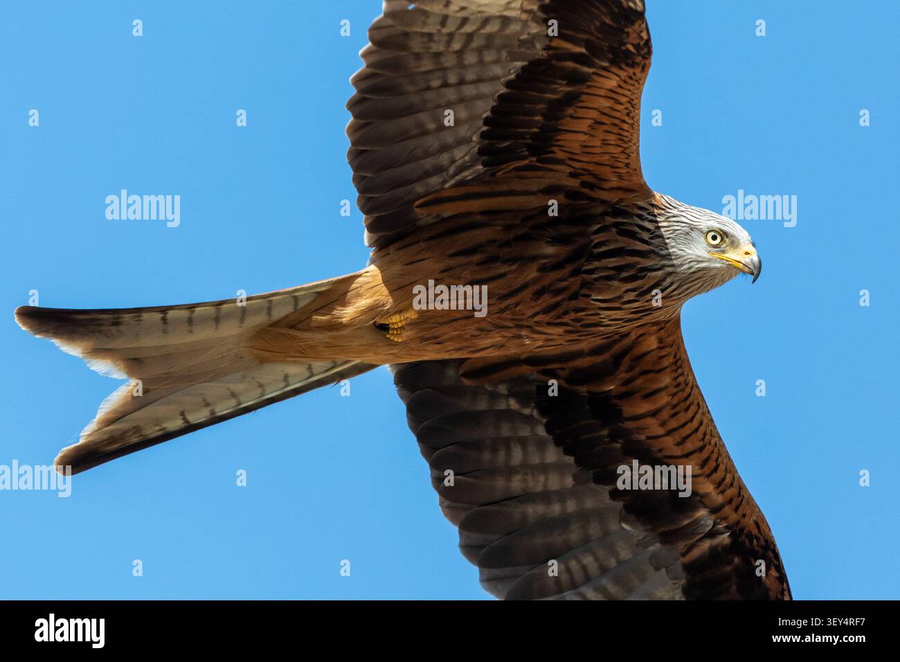 Ein markanter roter Drachen erhebt sich anmutig und blickt direkt in die Kamera vor einem klaren blauen Himmel und zeigt seinen tief gespaltenen Schwanz im Flug. Stockfoto