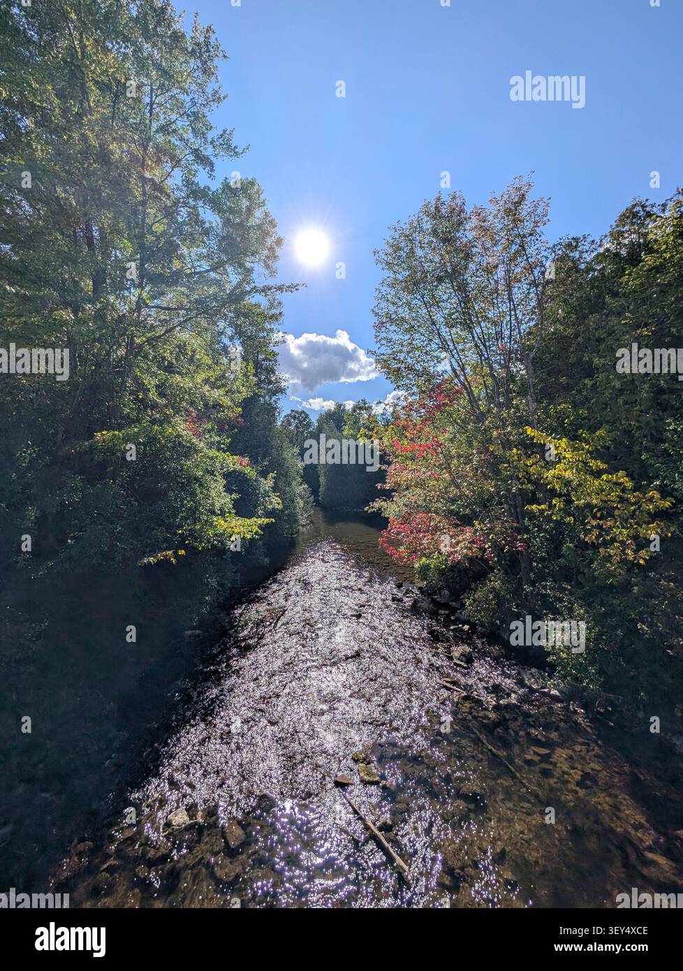 Sommermorgen am Fluss mit erstaunlich grünen Bäumen und Gras und ruhigem Strömungswasser. Natur von Ontario, Kanada - Smartphone-aufgenommenes Stockfoto