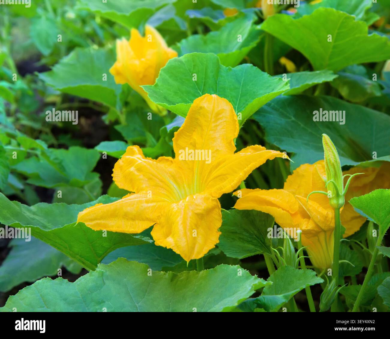 Gelbe Zucchini-Blüten im Garten. Zucchini-Büsche während der Blütezeit. Anbau von Bio-Gemüse. Stockfoto