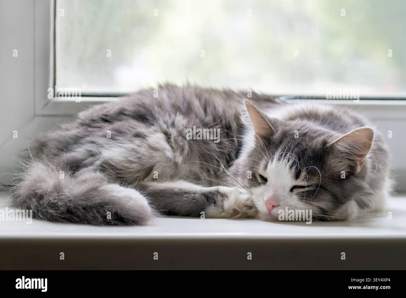 Die Katze schläft auf der Fensterbank. Eine flauschige graue Katze schläft in der Nähe eines Fensters. Stockfoto