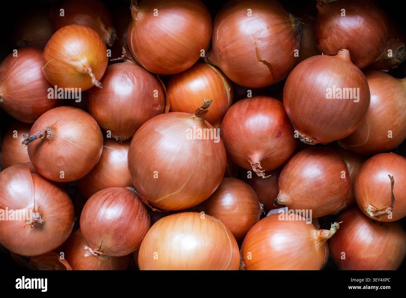 Frische, natürliche Bio-Zwiebeln. Viele verschiedene ganze Glühbirnen. Stockfoto