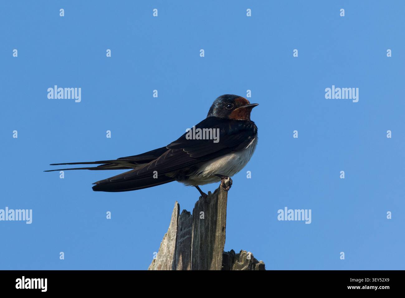 Rauchschwalbe, Rauch-Schwalbe, Schwalbe, Schwalben, Hirundo rustica, Schluck, Scheune Schluck, Hirondelle rustique Stockfoto