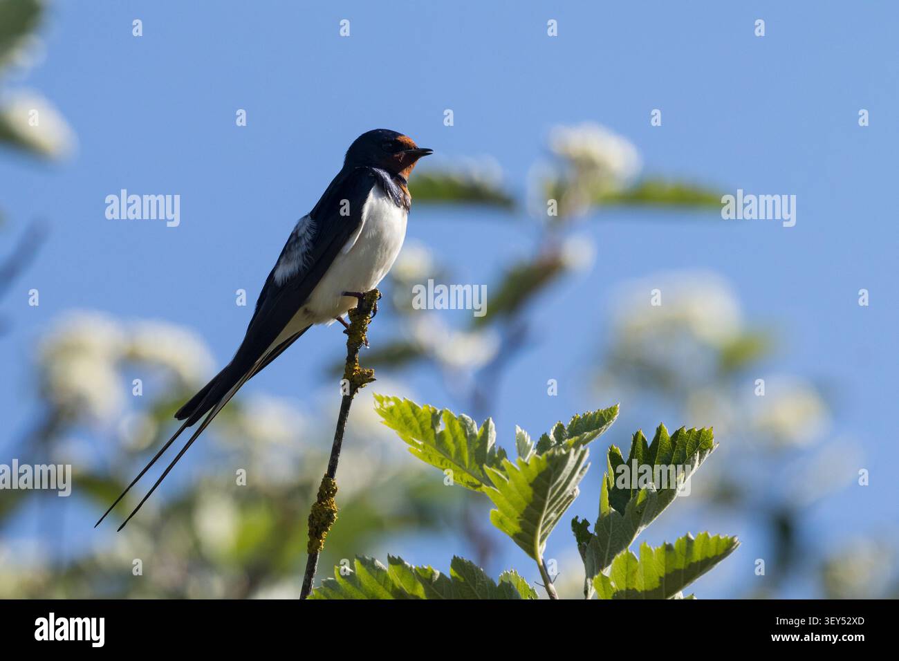 Rauchschwalbe, Rauch-Schwalbe, Männchen, Schwalbe, Schwalben, Hirundo rustica, Schwalbe, Scheunenschwalbe, männlich, Hirondelle rustique Stockfoto