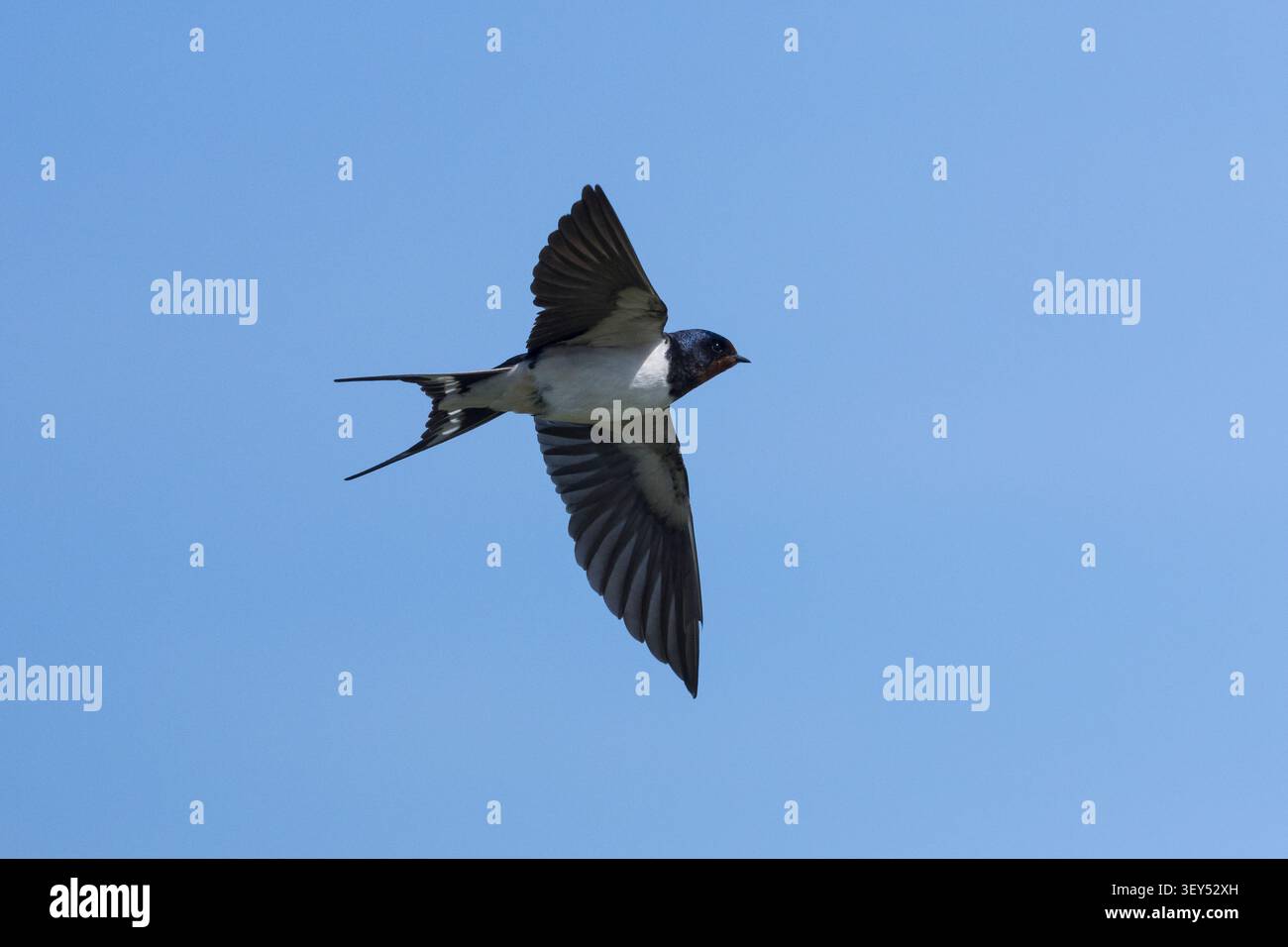Rauchschwalbe, Rauch-Schwalbe, Schwalbe, Schwalben, Weibchen, fliegend, Flug, Flugbild, Hirundo rustica, Schwalbe, Scheunenschwalbe, weiblich, fliegt, fliegt Stockfoto