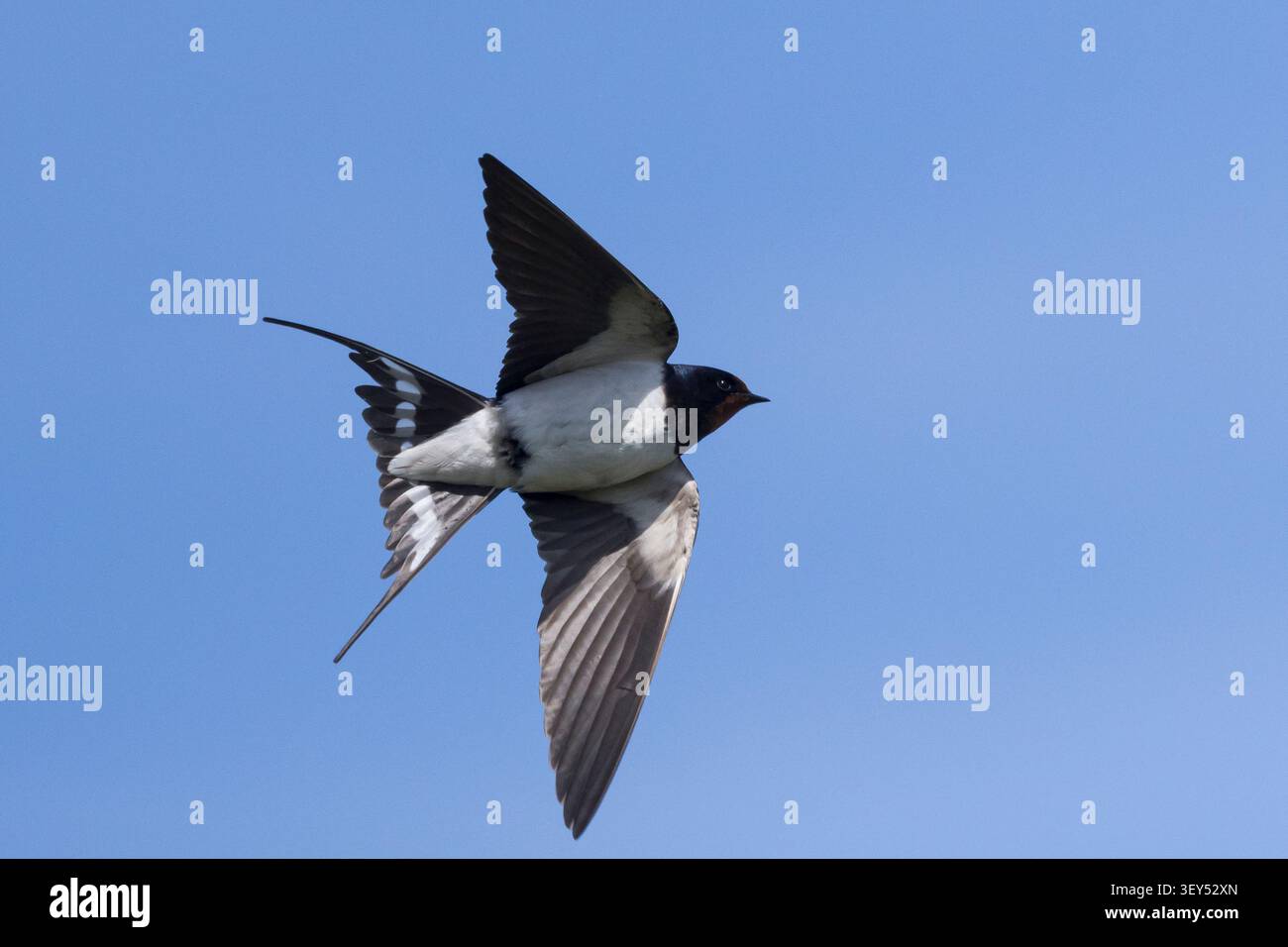 Rauchschwalbe, Rauch-Schwalbe, Schwalbe, Schwalben, Weibchen, fliegend, Flug, Flugbild, Hirundo rustica, Schwalbe, Scheunenschwalbe, weiblich, fliegt, fliegt Stockfoto