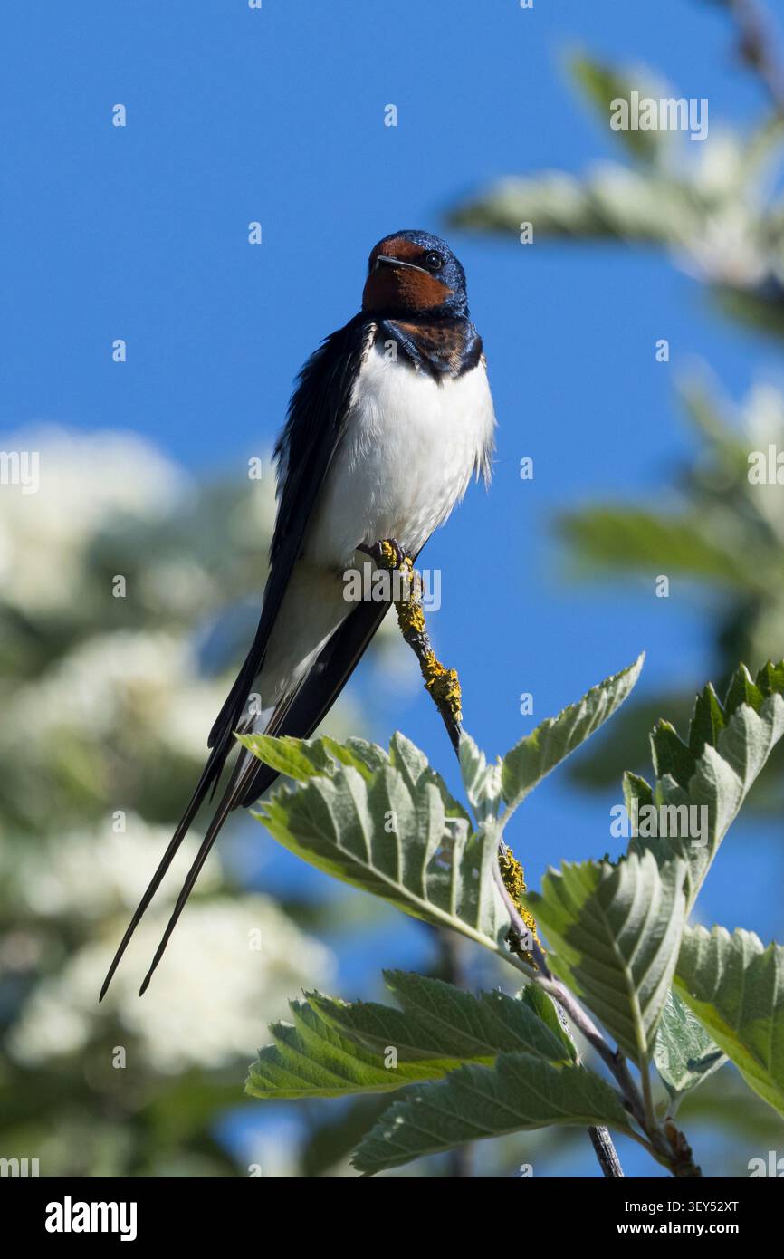 Rauchschwalbe, Rauch-Schwalbe, Männchen, Schwalbe, Schwalben, Hirundo rustica, Schwalbe, Scheunenschwalbe, männlich, Hirondelle rustique Stockfoto