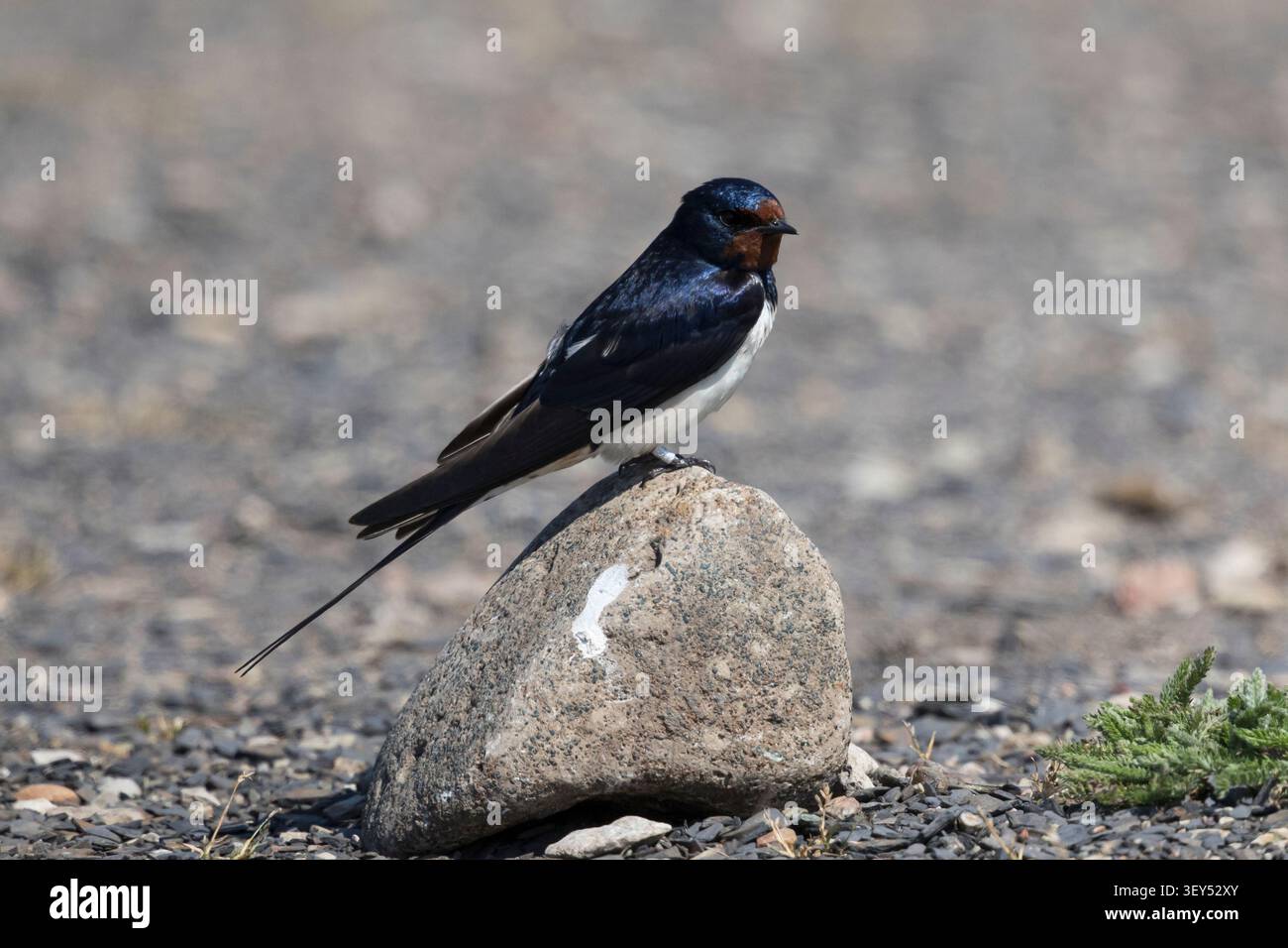 Rauchschwalbe, Rauch-Schwalbe, Schwalbe, Schwalben, Hirundo rustica, Schluck, Scheune Schluck, Hirondelle rustique Stockfoto