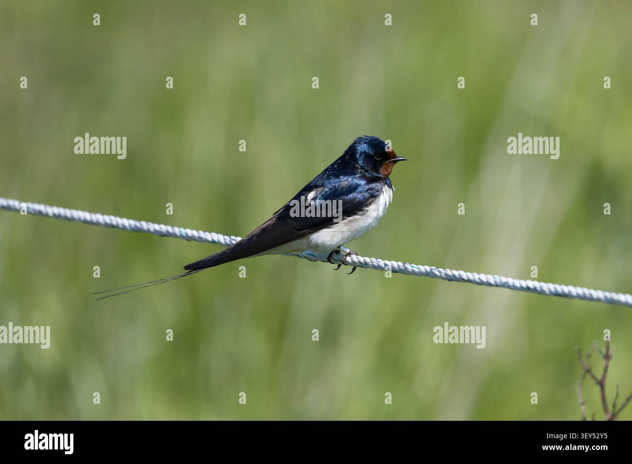 Rauchschwalbe, Rauch-Schwalbe, Schwalbe, Schwalben, Hirundo rustica, Schluck, Scheune Schluck, Hirondelle rustique Stockfoto