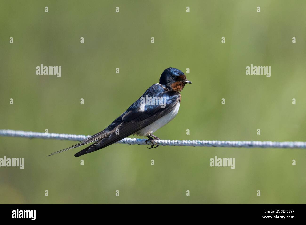 Rauchschwalbe, Rauch-Schwalbe, Schwalbe, Schwalben, Hirundo rustica, Schluck, Scheune Schluck, Hirondelle rustique Stockfoto