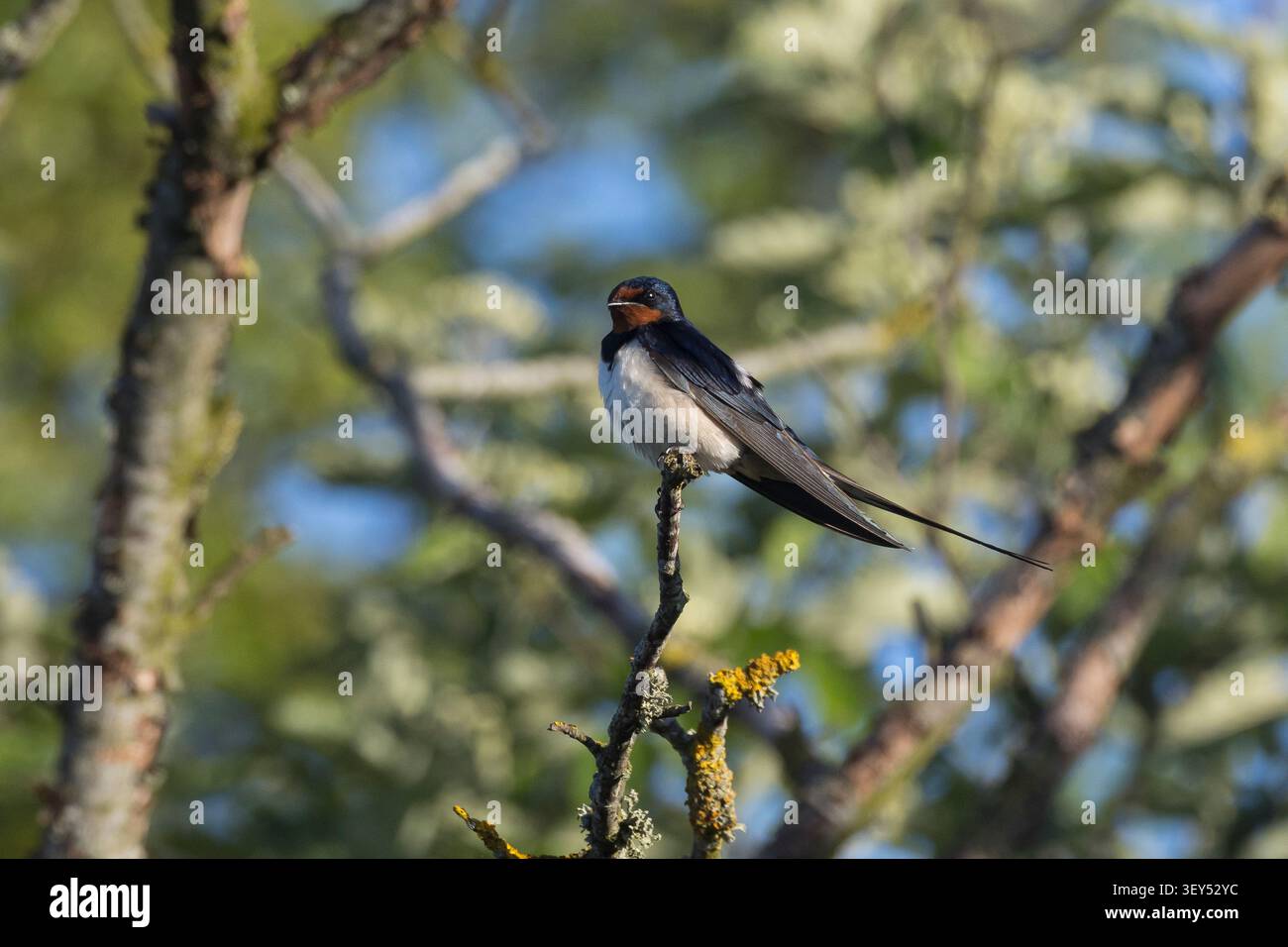 Rauchschwalbe, Rauch-Schwalbe, Männchen, Schwalbe, Schwalben, Hirundo rustica, Schwalbe, Scheunenschwalbe, männlich, Hirondelle rustique Stockfoto