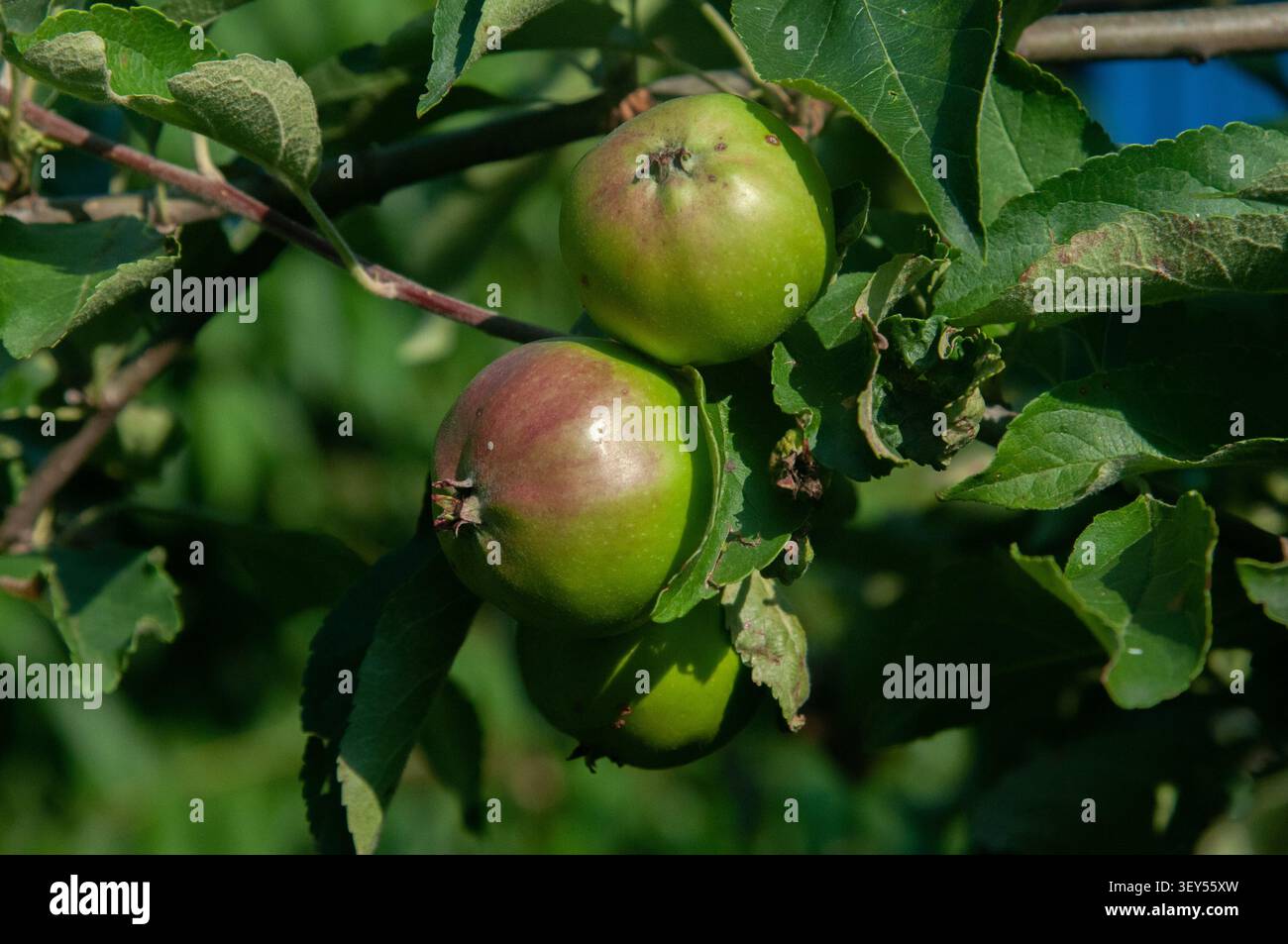 Eine Nahaufnahme von mehreren grünen und rötlichen Äpfeln, die auf einem Zweig mit üppig grünen Blättern in einem Garten oder Obstgarten wachsen. Stockfoto