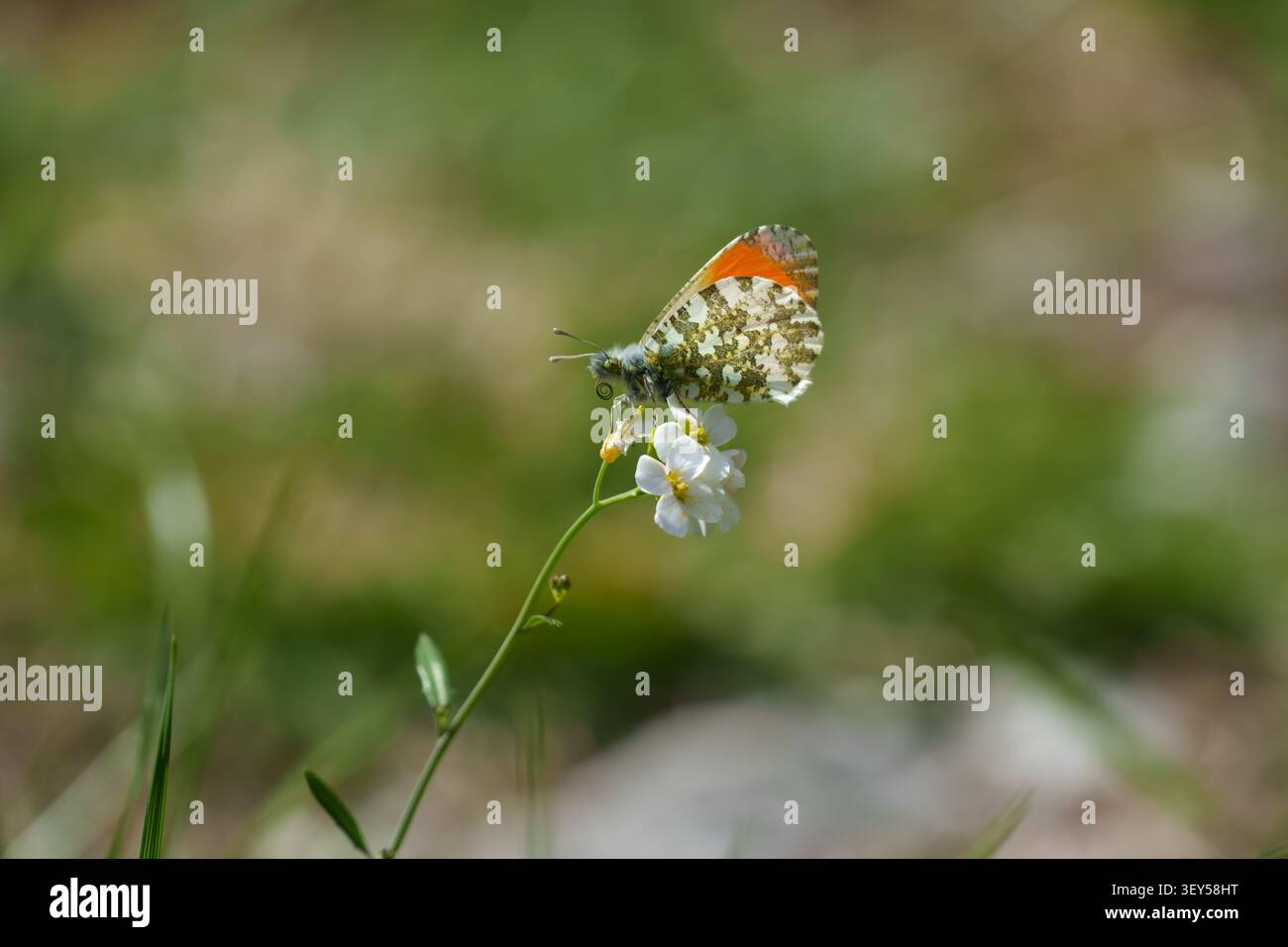 Orangenspitzenfalter auf einer weißen Blume, die die zarte Bestäubung und die reiche Artenvielfalt der alpinen Ökosysteme unterstreicht. Stockfoto