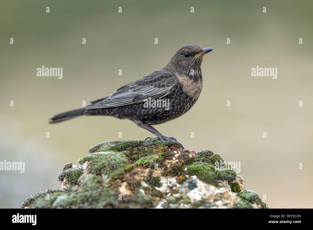 Ring Ouzel; Turdus torquatus; weiblich; stehend auf einem Felsen Stockfoto