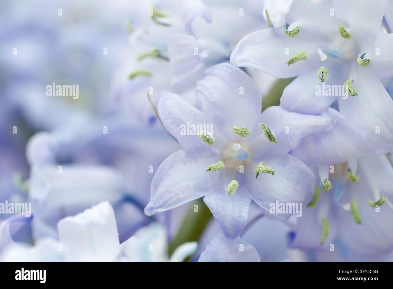 Spanisch Bluebell; Detail; UK Stockfoto