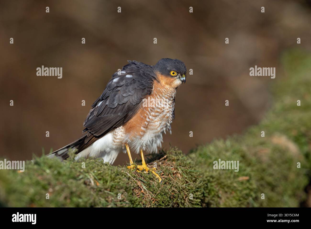 Sparrowhawk; Accipiter nisus; männlich; Rüschen; UK Stockfoto