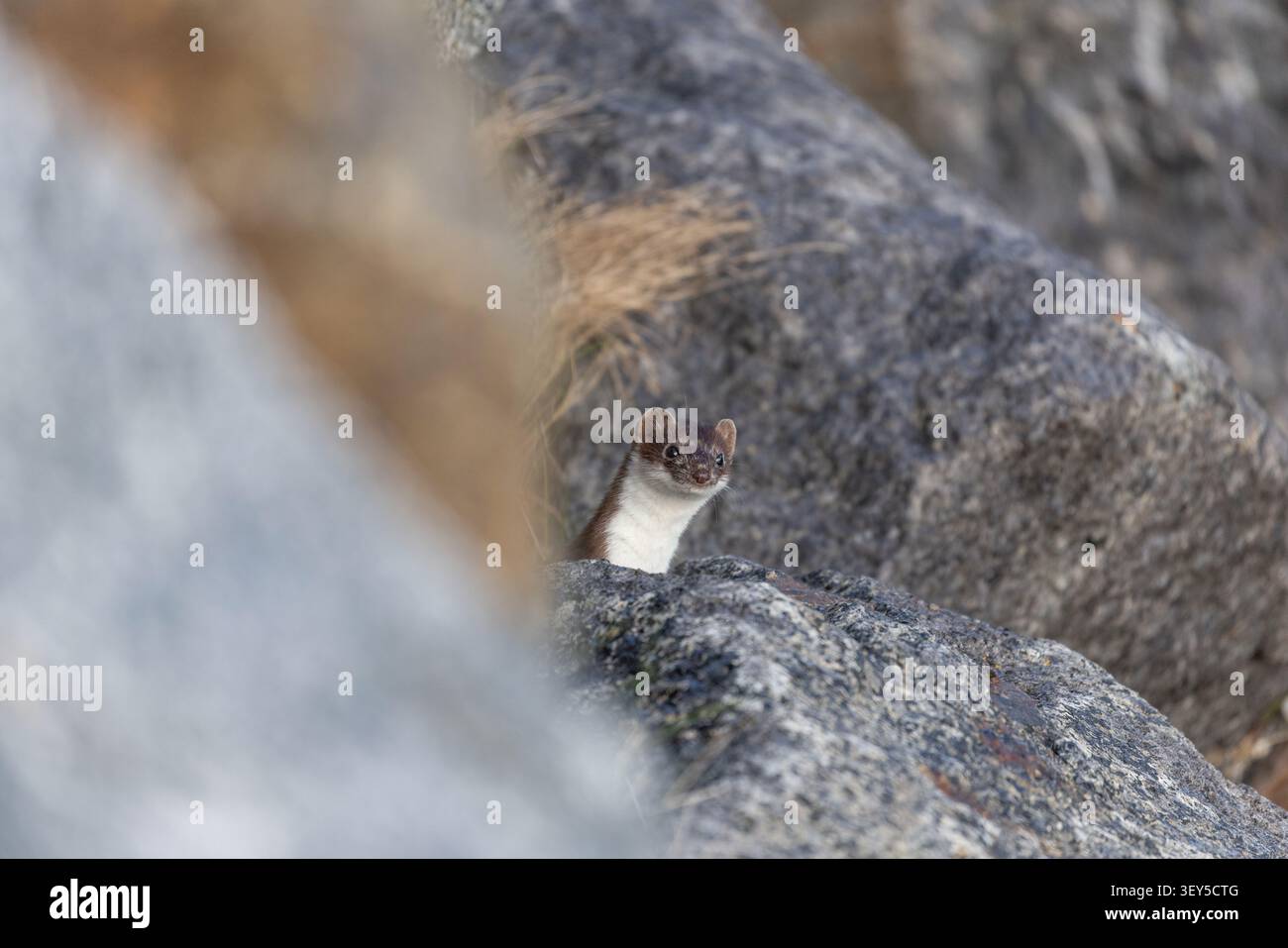 Stoat; Mustela erminea; Peering over a Stone; UK; Stockfoto