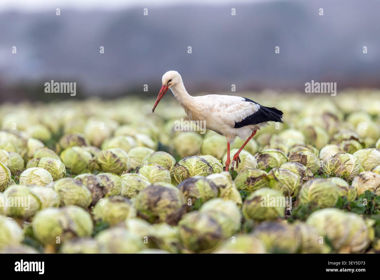 Weißstorch; Ciconia ciconia; in Cabbage Field; UK Stockfoto
