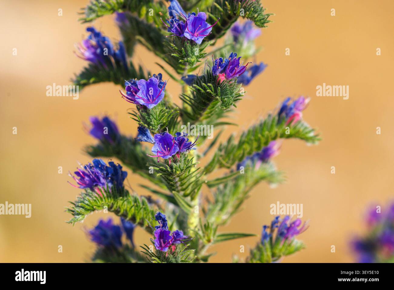 Echium vulgare (Viper's Bugloss) in Bloom Stockfoto