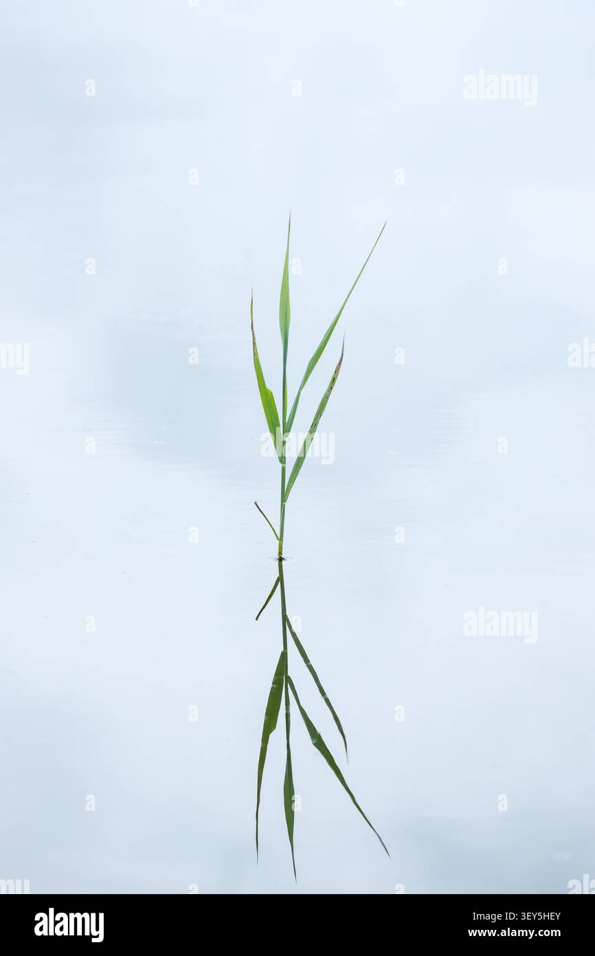einsames Schilfrohr im See mit perfekter Spiegelung, einfaches Naturhintergrundbild vertikal Stockfoto