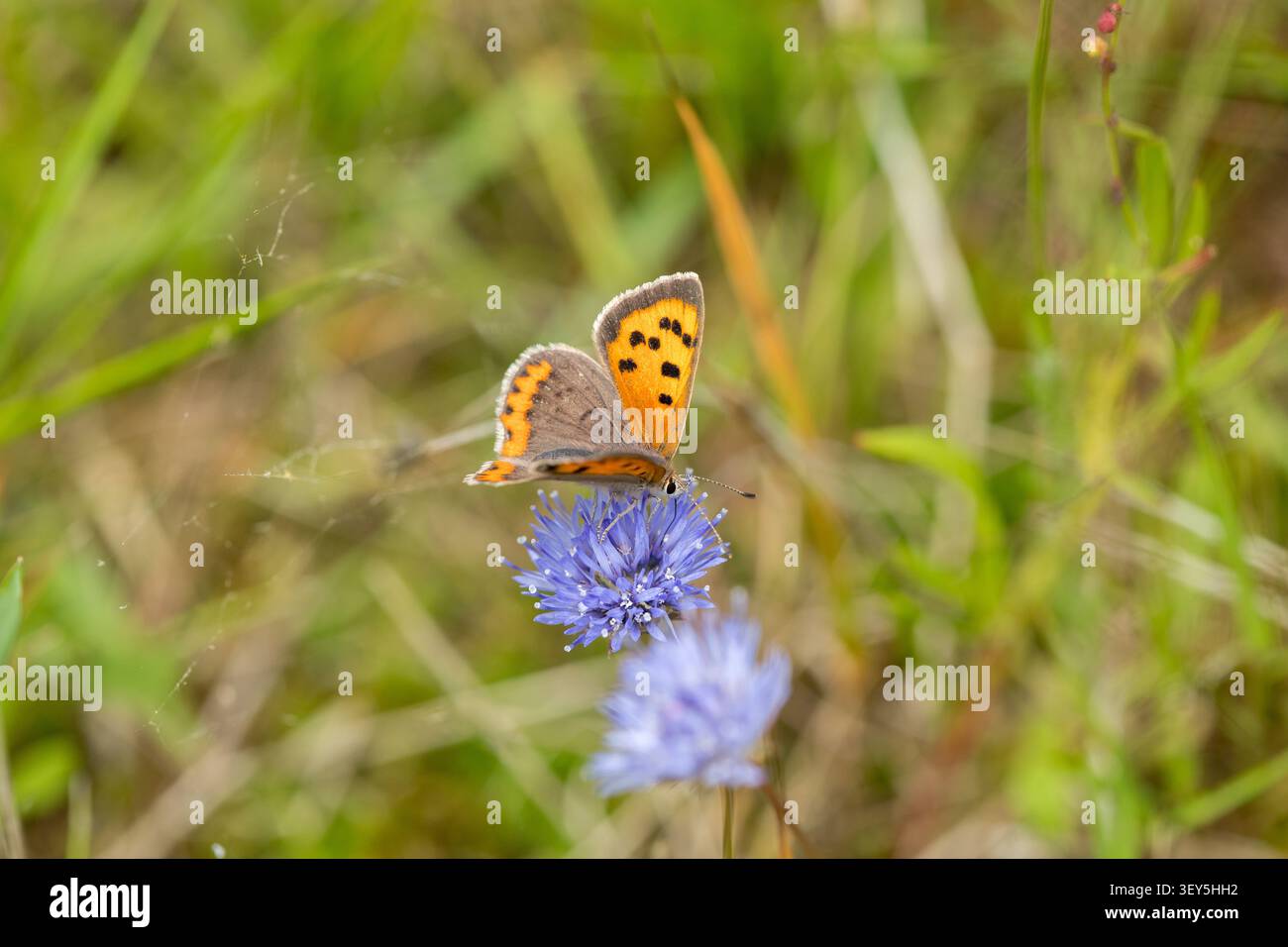 Lycaena phlaeas, kleiner Kupferfalter sitzt in lila Blüte mit unscharfem Hintergrund Stockfoto