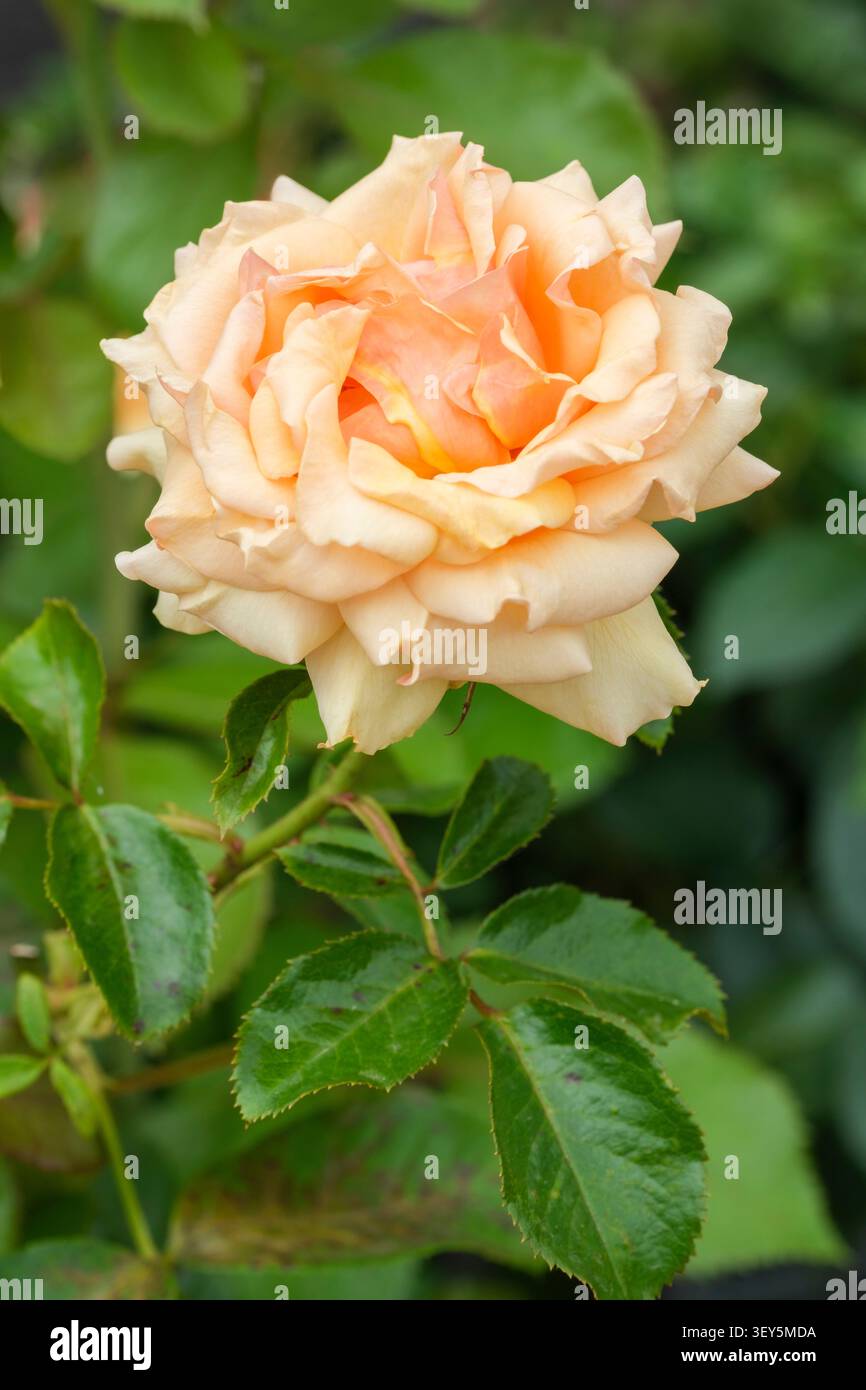 Rosa einfach die Beste, rosa Macamster, rosa Matawhero Magic, Hybrid Tea Rose, Aprikosen-Orange Blume Stockfoto