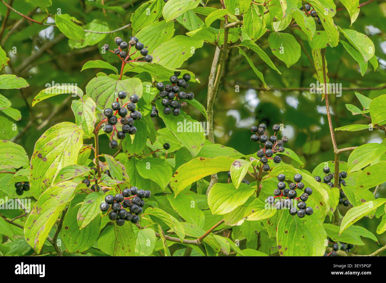 dogwood, Dogberry (Cornus sanguinea), Frucht, Deutschland, Bayern, Murnauer Moos Stockfoto