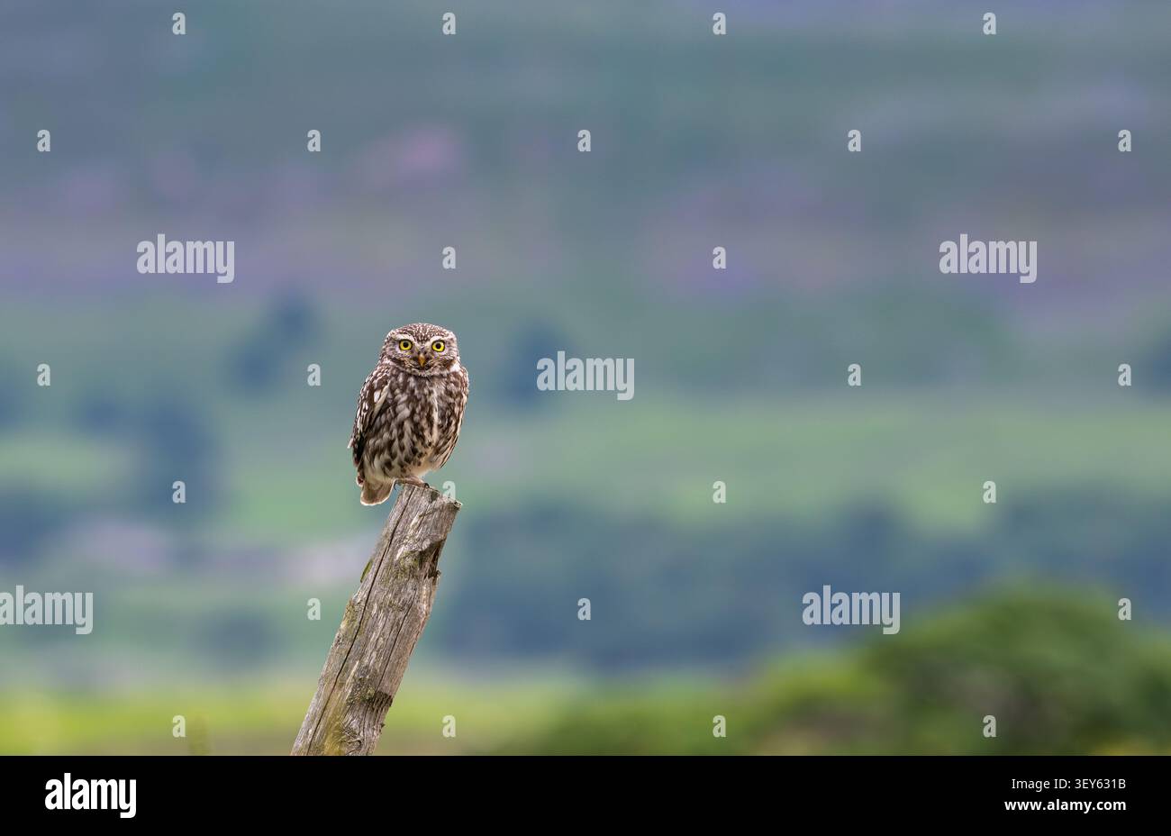 Die kleine Eule, Athene noctua, stand auf einem alten Zaunpfosten, während sie in den Yorkshire Dales, Großbritannien, jagte. Stockfoto