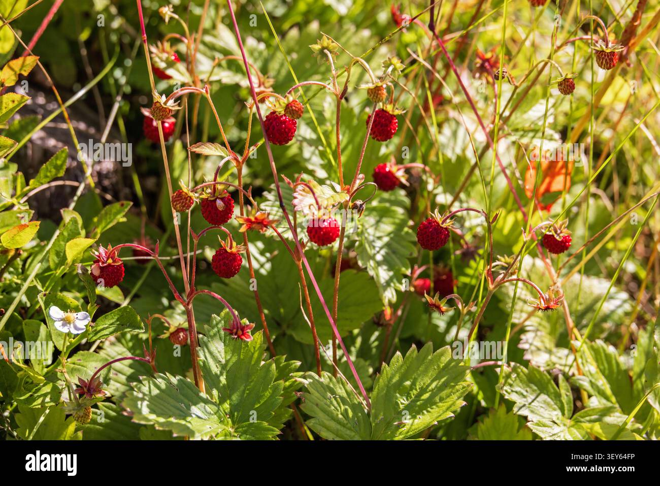 Wiese mit roten wilden Erdbeeren Stockfoto