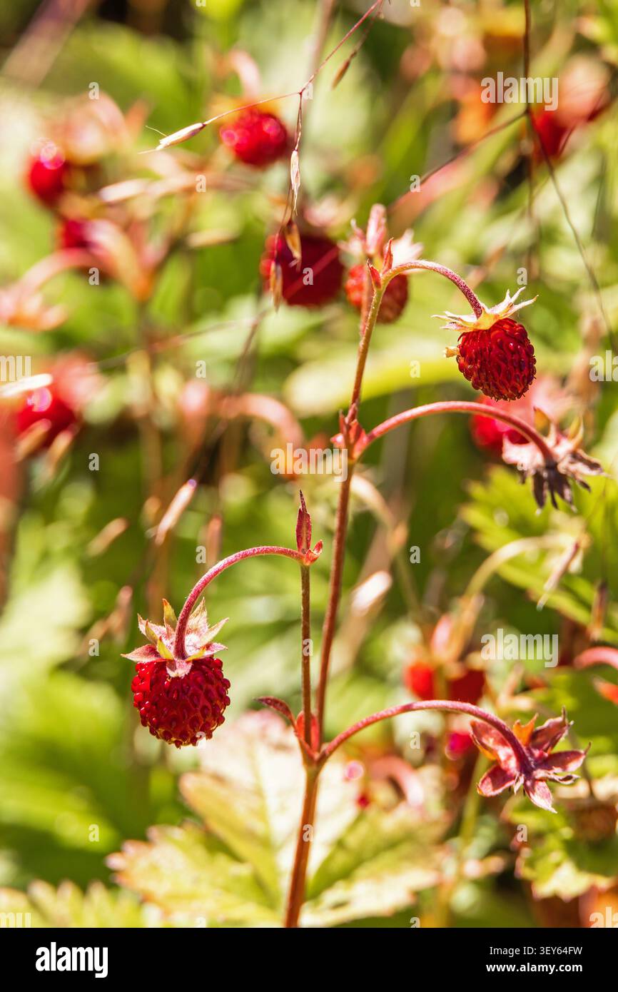 Reife wilde Erdbeeren auf einer Wiese im Sommer Stockfoto