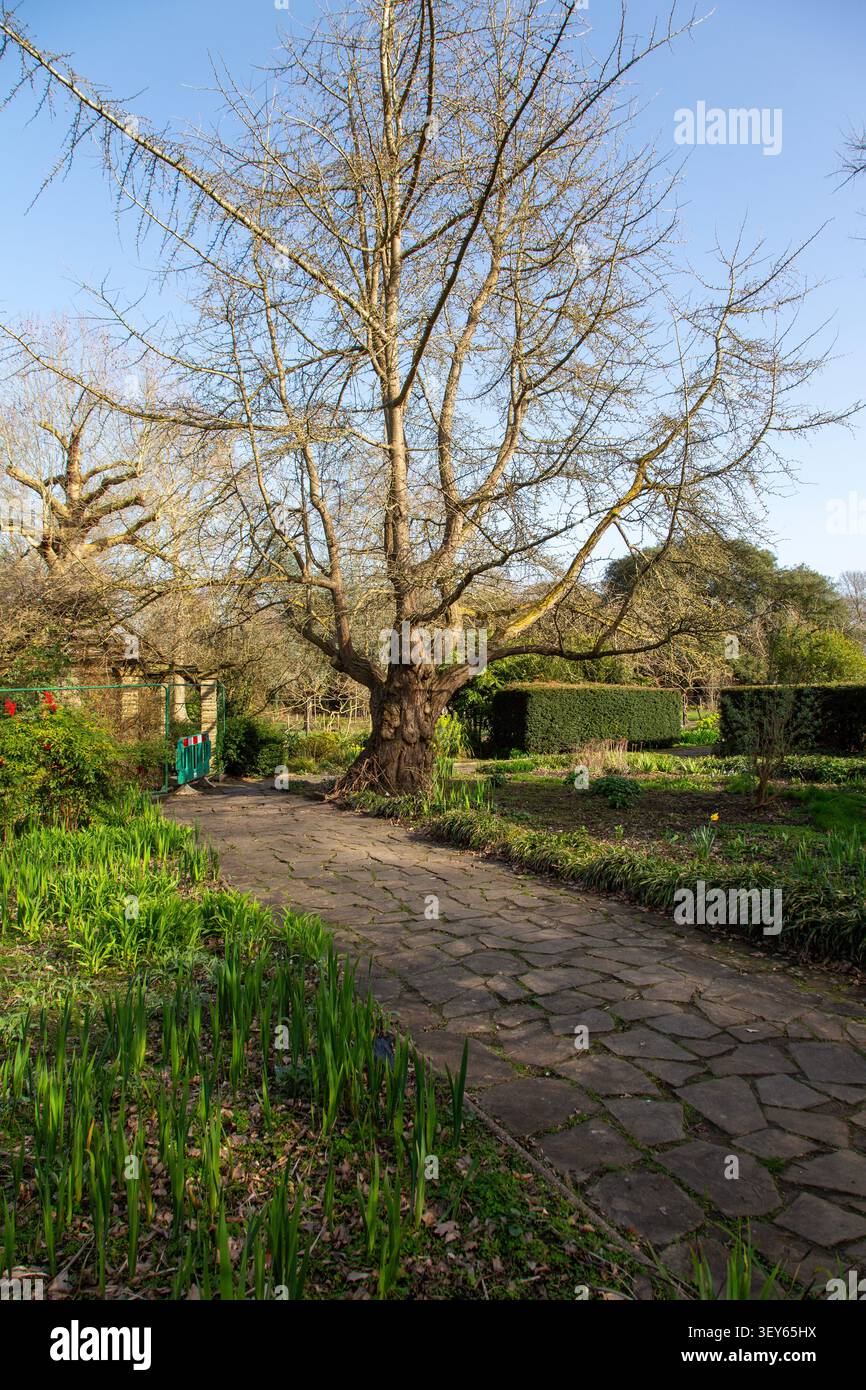 Ein alter Ginkgo- oder Mao-Palmenbaum (Ginkgo biloba) im Sexby-Garten im Peckham Rye Park, London SE15, UK Stockfoto