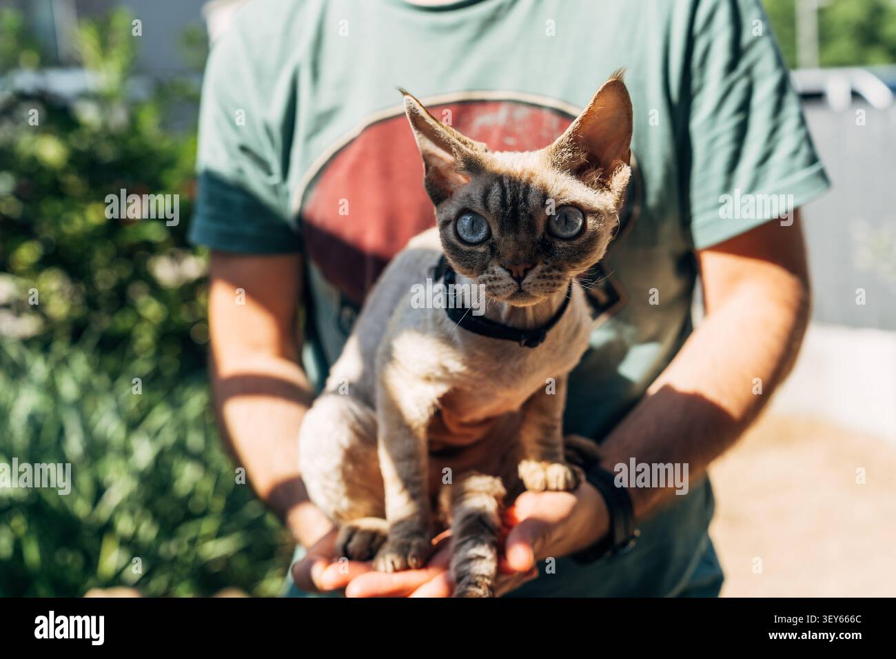 devon rex Katze mit großen Augen in den Armen gehalten draußen in natürlichem Grün an sonnigen Tagen Stockfoto
