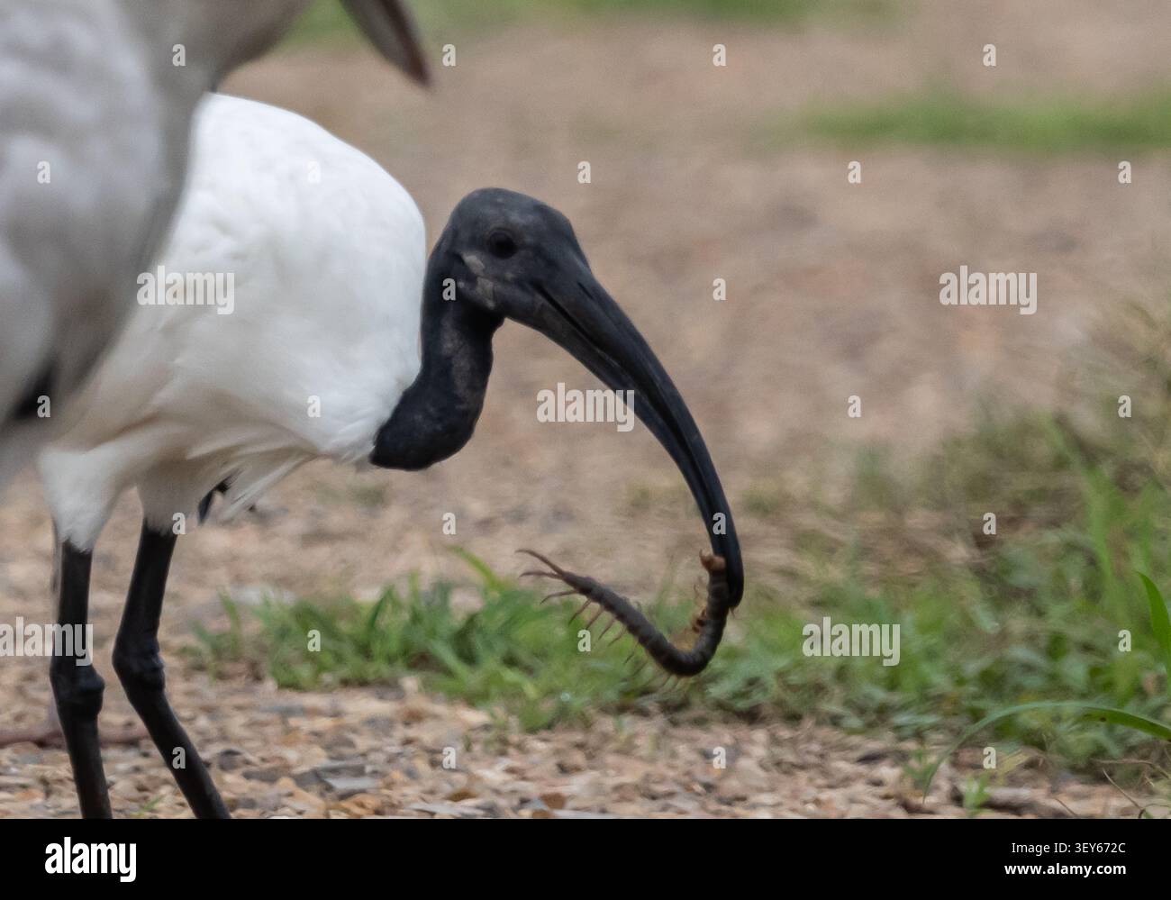 Schwarzköpfiger Ibis (Threskiornis melanocephalus) frisst Tausendfüßler Im Pathum Thani Rice Research Center, Thailand. Stockfoto