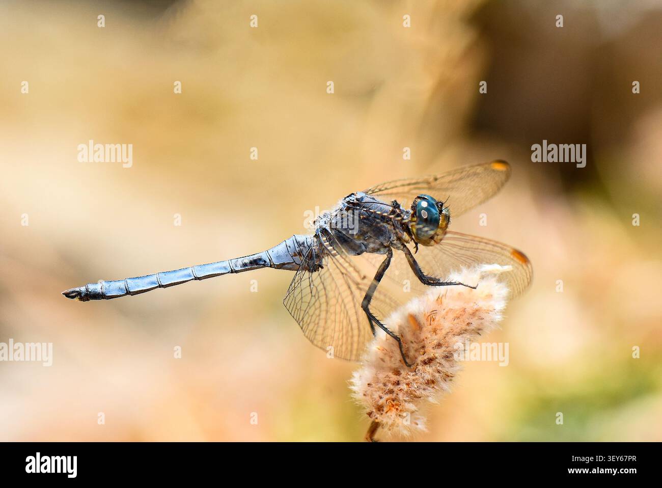Nahaufnahme einer lebhaften blauen Libelle, die auf einem flauschigen getrockneten Samenbüschel ruht, vor einem warmen, sanft verschwommenen Hintergrund Stockfoto