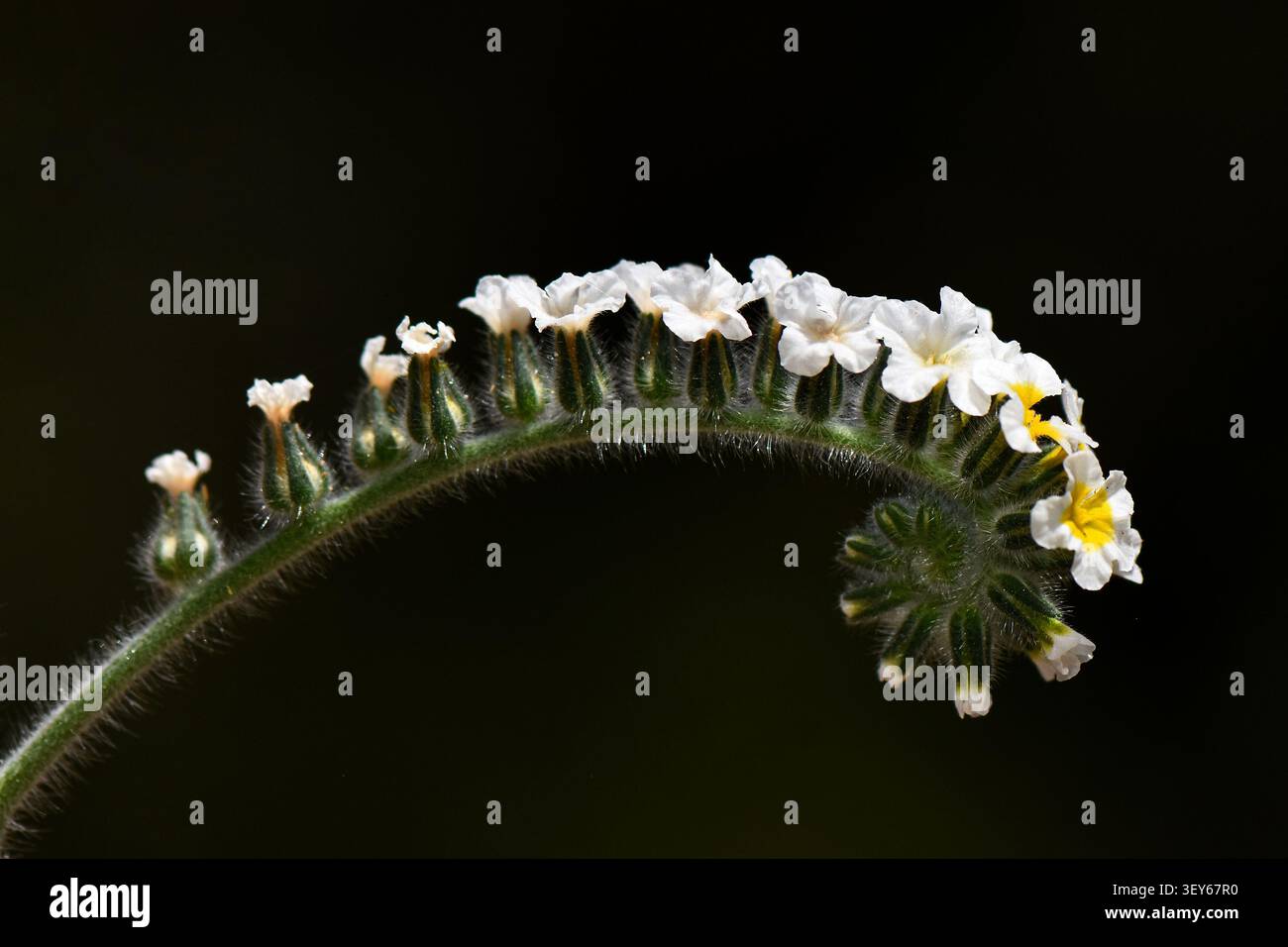 Makroaufnahme einer skorpioiden Blütenstands, der einen gebogenen, haarigen grünen Stiel zeigt, der mit winzigen weißen Blüten mit gelben Mittelpunkten gesäumt ist, vor einem dunklen Hintergrund Stockfoto