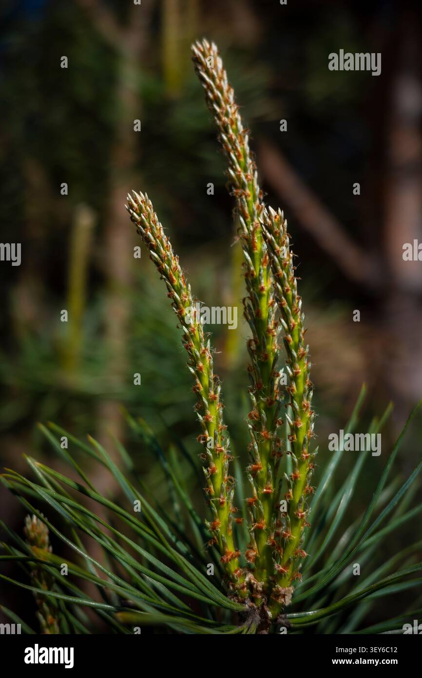 Makroaufnahme junger Tannenbäume, die vertikal im immergrünen Sommerwald wachsen. Konzept: botanische Forschung Stockfoto
