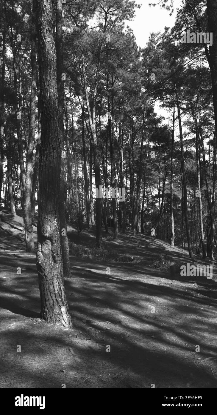 Einfarbiges Interieur des Kiefernwaldes Yen Minh mit langen Schatten Ha Giang Stockfoto