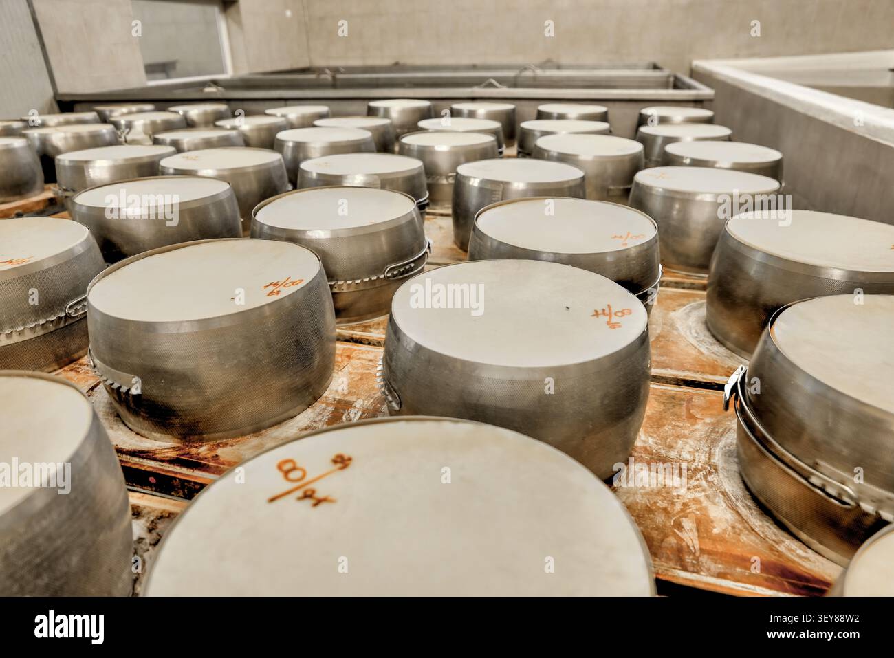 Frisch hergestellte Parmigiano Reggiano-Käseräder, die in den frühen Phasen der Produktion in einer traditionellen Molkerei in Emilia-Romag in Metallformen ruhen Stockfoto
